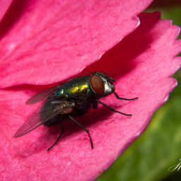 2011-08-25_10-47-43_Copyright_Henk-Dekker.nl_0001