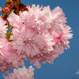 2012-05-01_10-45-20_Copyright_Henk-Dekker.nl_0005
