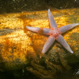 2012-05-04_06-56-22_Copyright_Henk-Dekker.nl_0009
