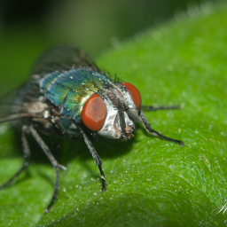 2012-05-27_06-38-10_Copyright_Henk-Dekker.nl_0014