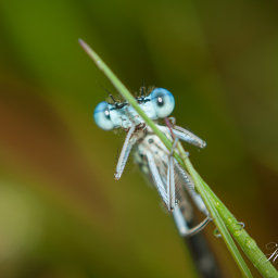 2012-06-01_06-54-08_Copyright_Henk-Dekker.nl_0015