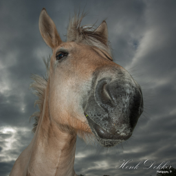 2012-06-01_07-21-11_Copyright_Henk-Dekker.nl_0016