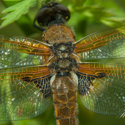 2012-06-01_07-34-13_Copyright_Henk-Dekker.nl_0017