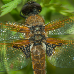 2012-06-01_07-34-13_Henk-Dekker.nl