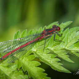 2012-06-10_15-01-52_Copyright_Henk-Dekker.nl_0018