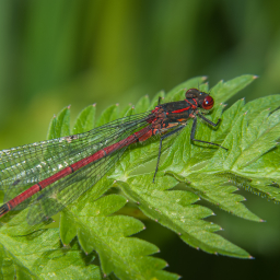 2012-06-10_15-01-52_Henk-Dekker.nl