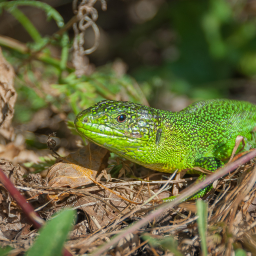 2012-08-06_19-04-04_Henk-Dekker.nl