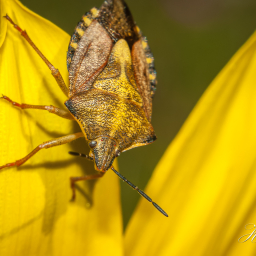 2012-08-17_11-14-45_Copyright_Henk-Dekker.nl_0028