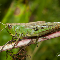 2012-08-17_11-29-30_Copyright_Henk-Dekker.nl_0029