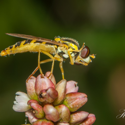 2012-08-17_11-52-21_Copyright_Henk-Dekker.nl_0031