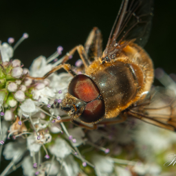2012-08-17_12-00-04_Copyright_Henk-Dekker.nl_0033