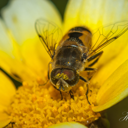 2012-09-16_12-23-03_Copyright_Henk-Dekker.nl_0037