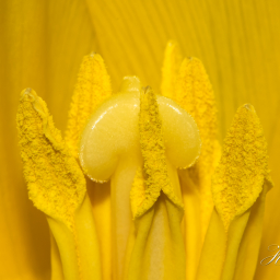 2013-04-01_10-36-21_Copyright_Henk-Dekker.nl_0049