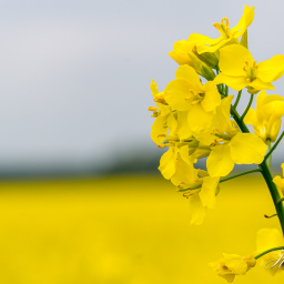 2013-05-19_13-56-54_Copyright_Henk-Dekker.nl_0052