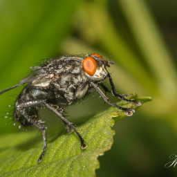 2013-07-06_09-14-35_Copyright_Henk-Dekker.nl_0053