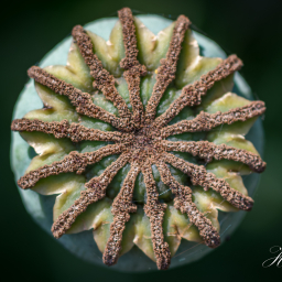 2013-07-06_10-20-22_Copyright_Henk-Dekker.nl_0054