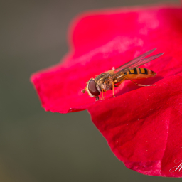 2013-07-09_09-54-58_Copyright_Henk-Dekker.nl_0055