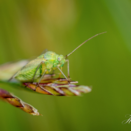 2013-07-09_10-07-37_Copyright_Henk-Dekker.nl_0056
