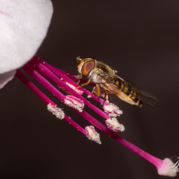 2013-07-09_20-46-34_Copyright_Henk-Dekker.nl_0057