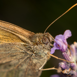 2013-07-24_19-52-23_Copyright_Henk-Dekker.nl_0058