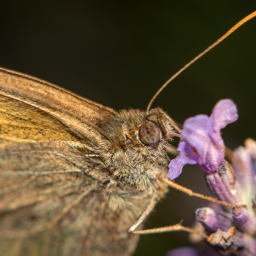 2013-07-24_19-52-23_Henk-Dekker.nl