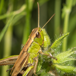 2013-07-26_16-27-50_Copyright_Henk-Dekker.nl_0061