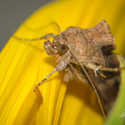 2013-07-28_09-52-56_Copyright_Henk-Dekker.nl_0063