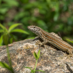 2013-07-28_12-47-47_Copyright_Henk-Dekker.nl_0064
