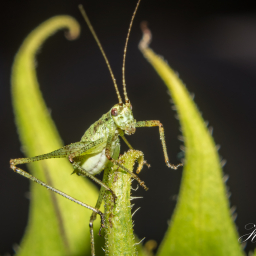 2013-07-28_19-39-53_Copyright_Henk-Dekker.nl_0065