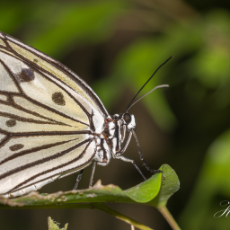 2013-08-08_14-10-15_Copyright_Henk-Dekker.nl_0068