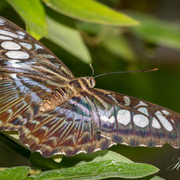 2013-08-08_14-35-06_Copyright_Henk-Dekker.nl_0069