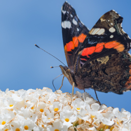 2013-08-16_09-46-29_Copyright_Henk-Dekker.nl_0072