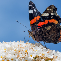 2013-08-16_09-46-29_Henk-Dekker.nl