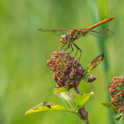 2013-08-22_15-06-20_Copyright_Henk-Dekker.nl_0076