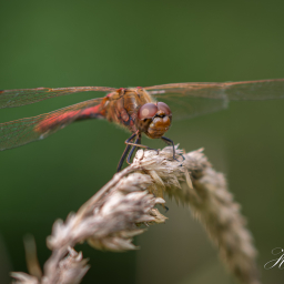 2013-08-22_16-04-01_Copyright_Henk-Dekker.nl_0078
