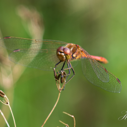 2013-08-22_16-06-36_Copyright_Henk-Dekker.nl_0079