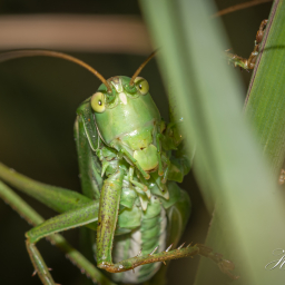 2013-08-28_19-07-48_Copyright_Henk-Dekker.nl_0080