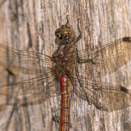 2013-08-28_19-25-33_Copyright_Henk-Dekker.nl_0081