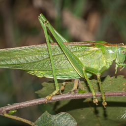 2013-08-28_19-47-33_Copyright_Henk-Dekker.nl_0082