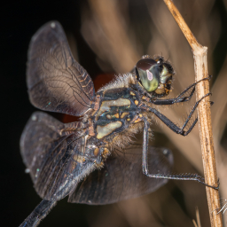2013-08-28_20-04-32_Copyright_Henk-Dekker.nl_0083
