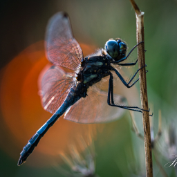 2013-08-28_20-05-18_Copyright_Henk-Dekker.nl_0084