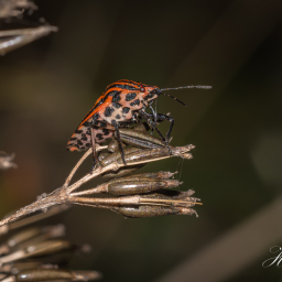 2013-08-28_20-08-57_Copyright_Henk-Dekker.nl_0086