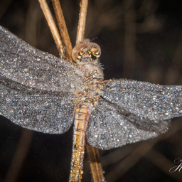 2013-09-13_07-28-25_Copyright_Henk-Dekker.nl_0087