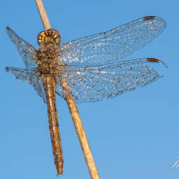 2013-09-13_08-23-52_Copyright_Henk-Dekker.nl_0089