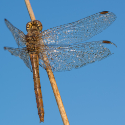 2013-09-13_08-23-52_Henk-Dekker.nl