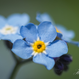2016-05-14_13-27-26_Copyright_Henk-Dekker.nl_0201