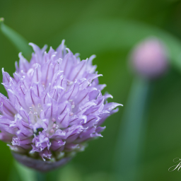 2016-05-14_15-39-11_Copyright_Henk-Dekker.nl_0203
