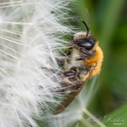 2016-05-16_11-22-11_Copyright_Henk-Dekker.nl_0205