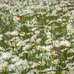 2016-06-10_08-43-03_Copyright_Henk-Dekker.nl_0209