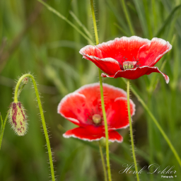 2016-06-10_08-45-19_Copyright_Henk-Dekker.nl_0210